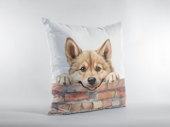 P-8782-norwegian buhund
